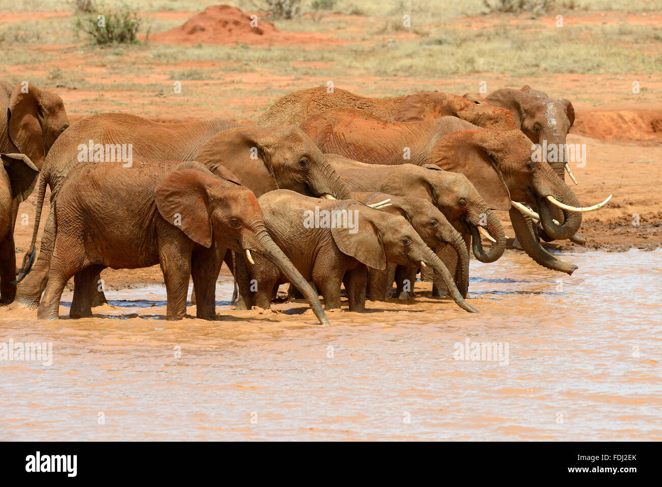 Elephant in lake. National park of Kenya, Africa Stock Photo