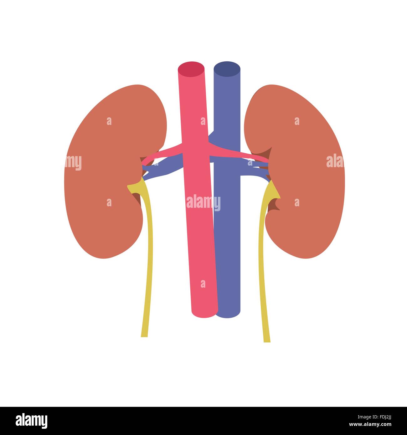 Kidney anatomy hi-res stock photography and images - Alamy