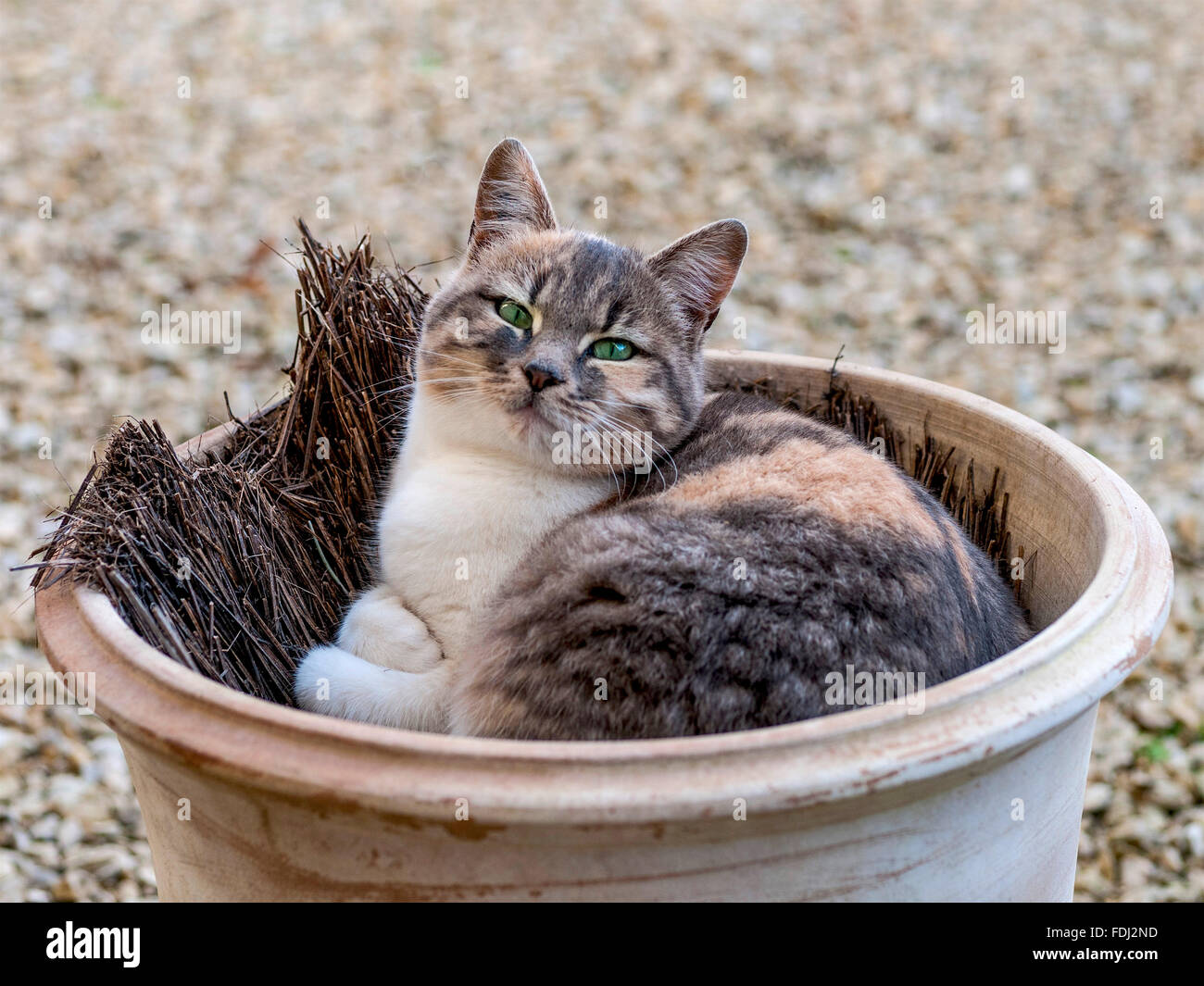 Female Cat sitting in garden urn - France. Stock Photo