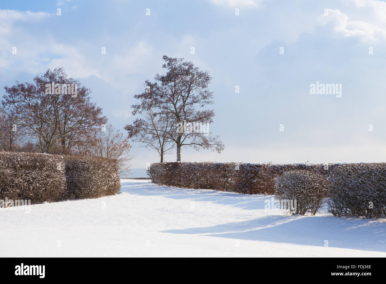 Lonely trees in a winter landscape under blue sky Stock Photo - Alamy