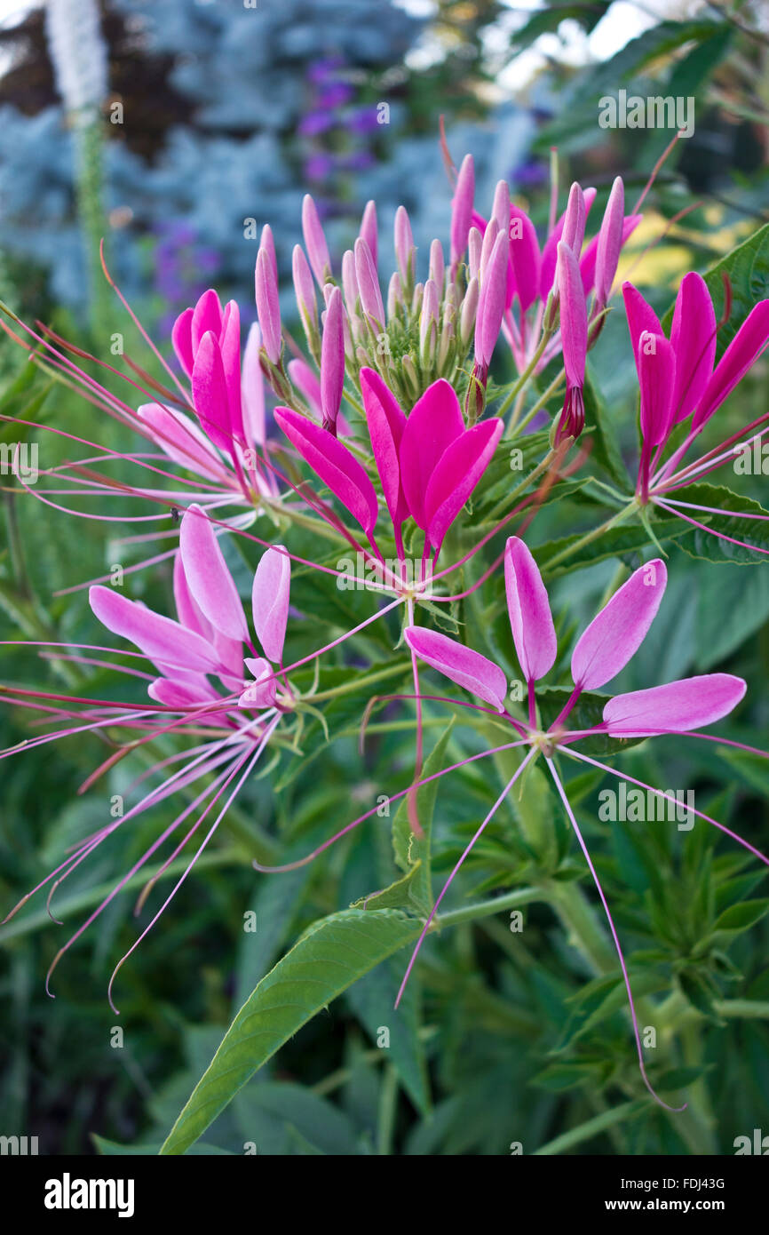 Pink cleome flower Cleome hassleriana in the garden Stock Photo Alamy