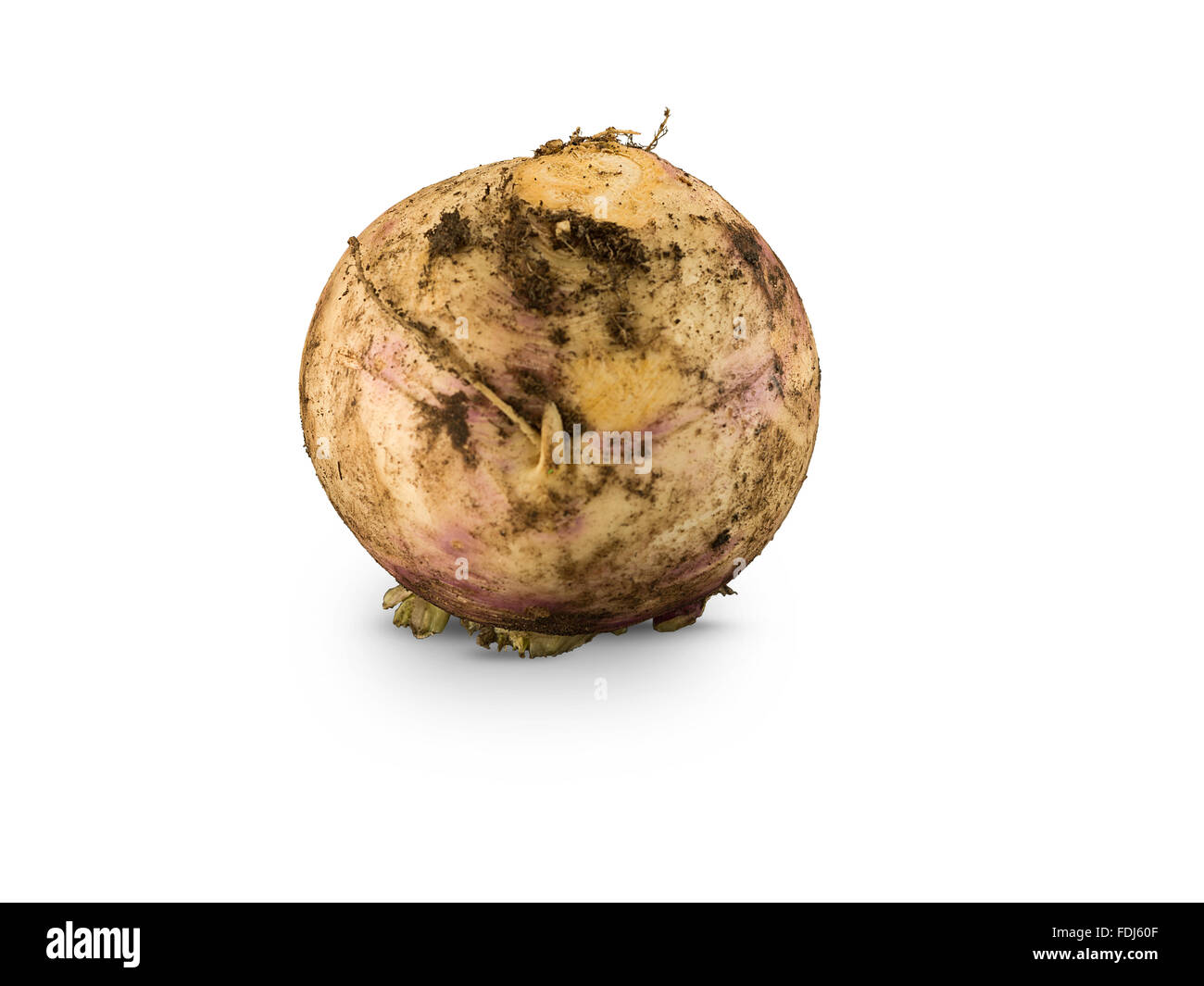 Organic Purple Turnip isolated on white Stock Photo