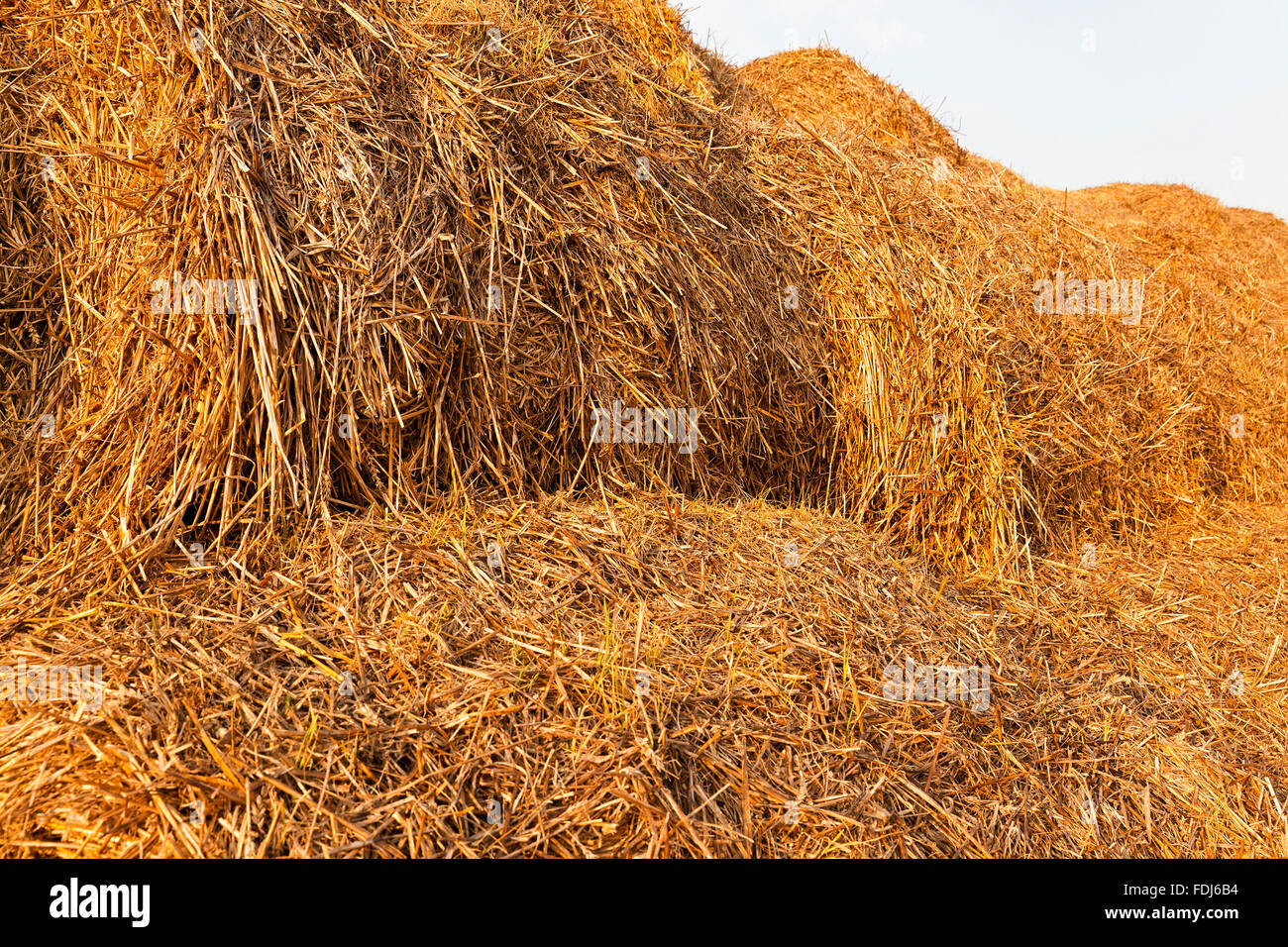 bales of straw Stock Photo Alamy