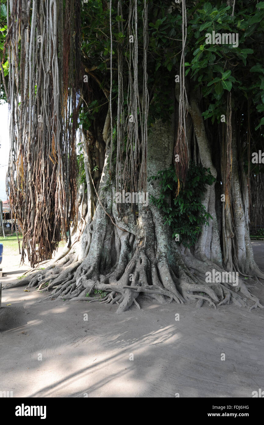 Tree at the archaeological site of Mendut near Borobudur on Java Stock ...
