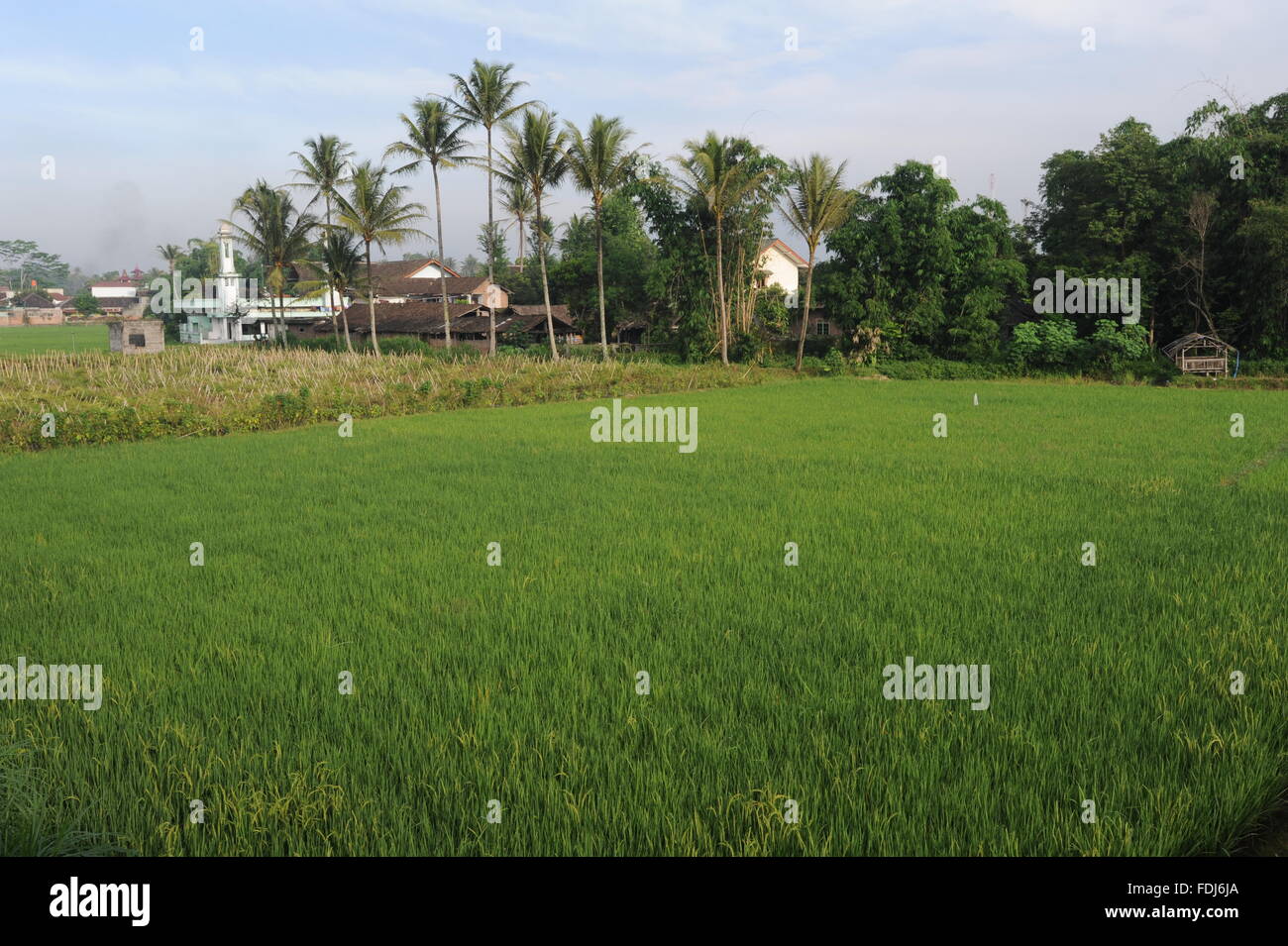 Rice field at Borobudur on Java, indonesia Stock Photo - Alamy