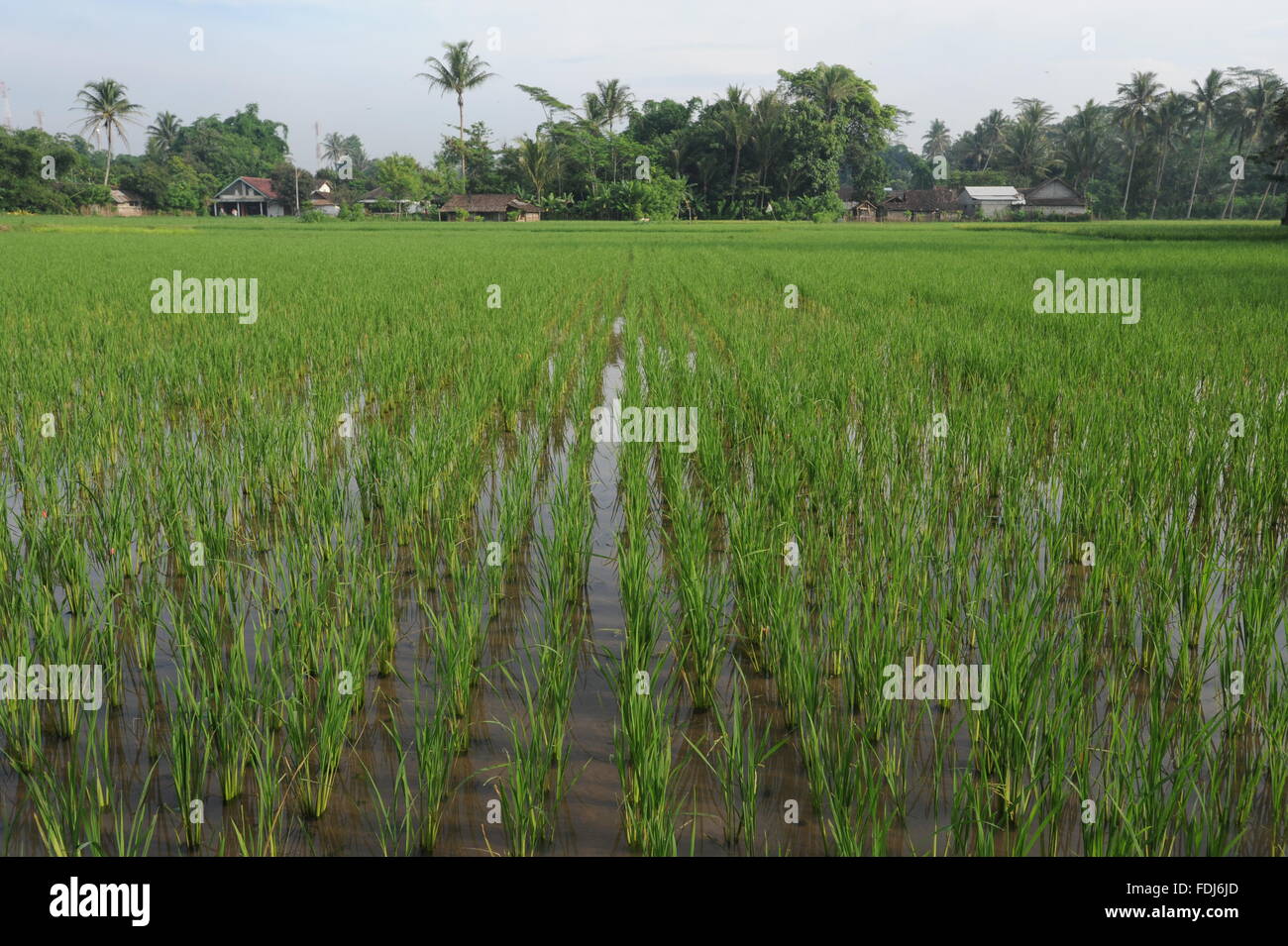 Rice field at Borobudur on Java, indonesia Stock Photo - Alamy