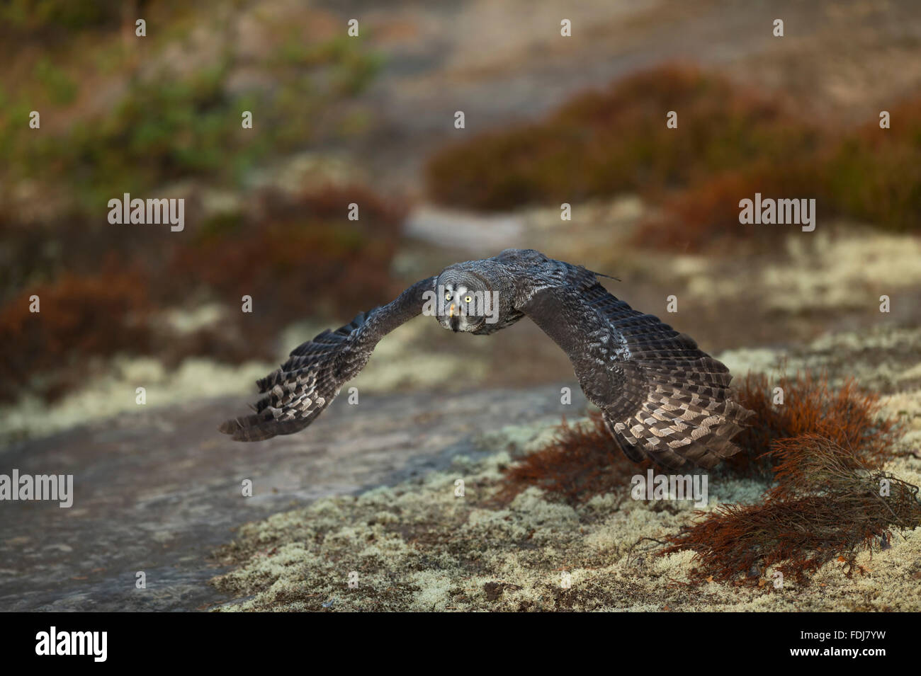 Great Grey Owl / Bartkauz ( Strix nebulosa ) in hunting flight close above moss and lichens covered ground, low vegetation. Stock Photo