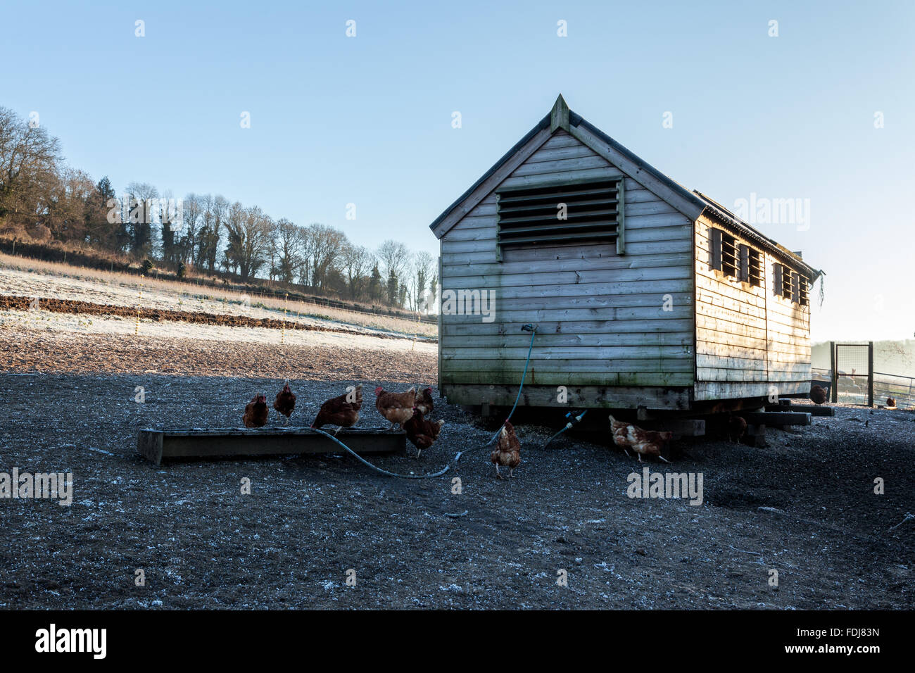 Chicken coop on a free range farm Stock Photo