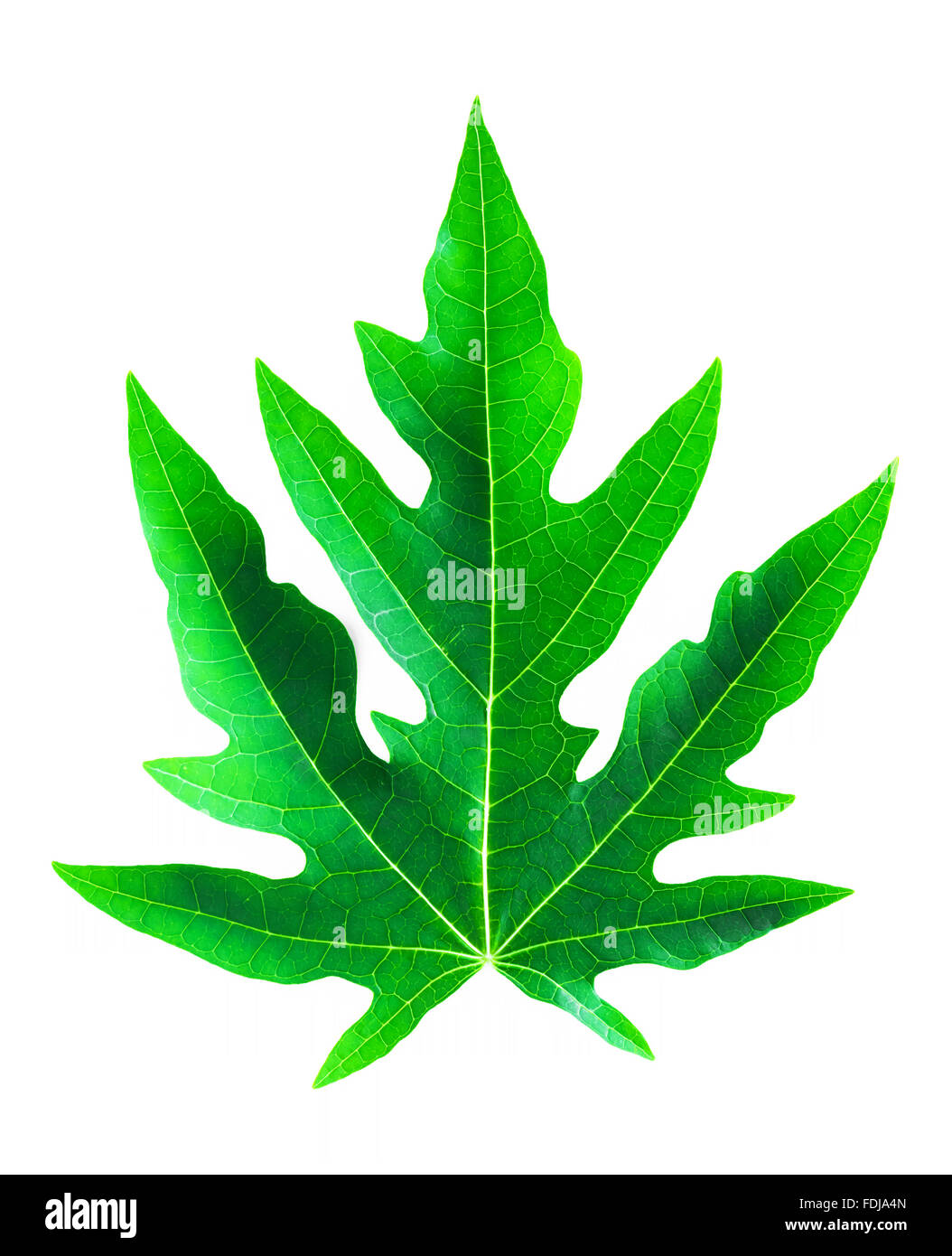 Fresh papaya leaf isolated on white background Stock Photo Alamy