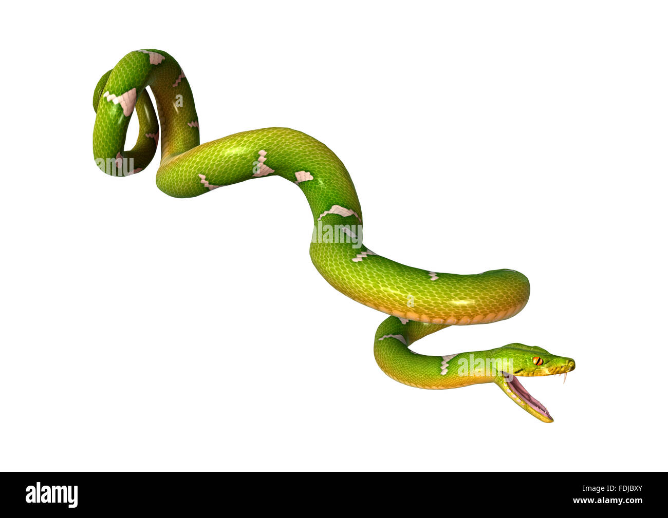 Morelia viridis, or green tree python, or herpetoculture hobby, chondro ...