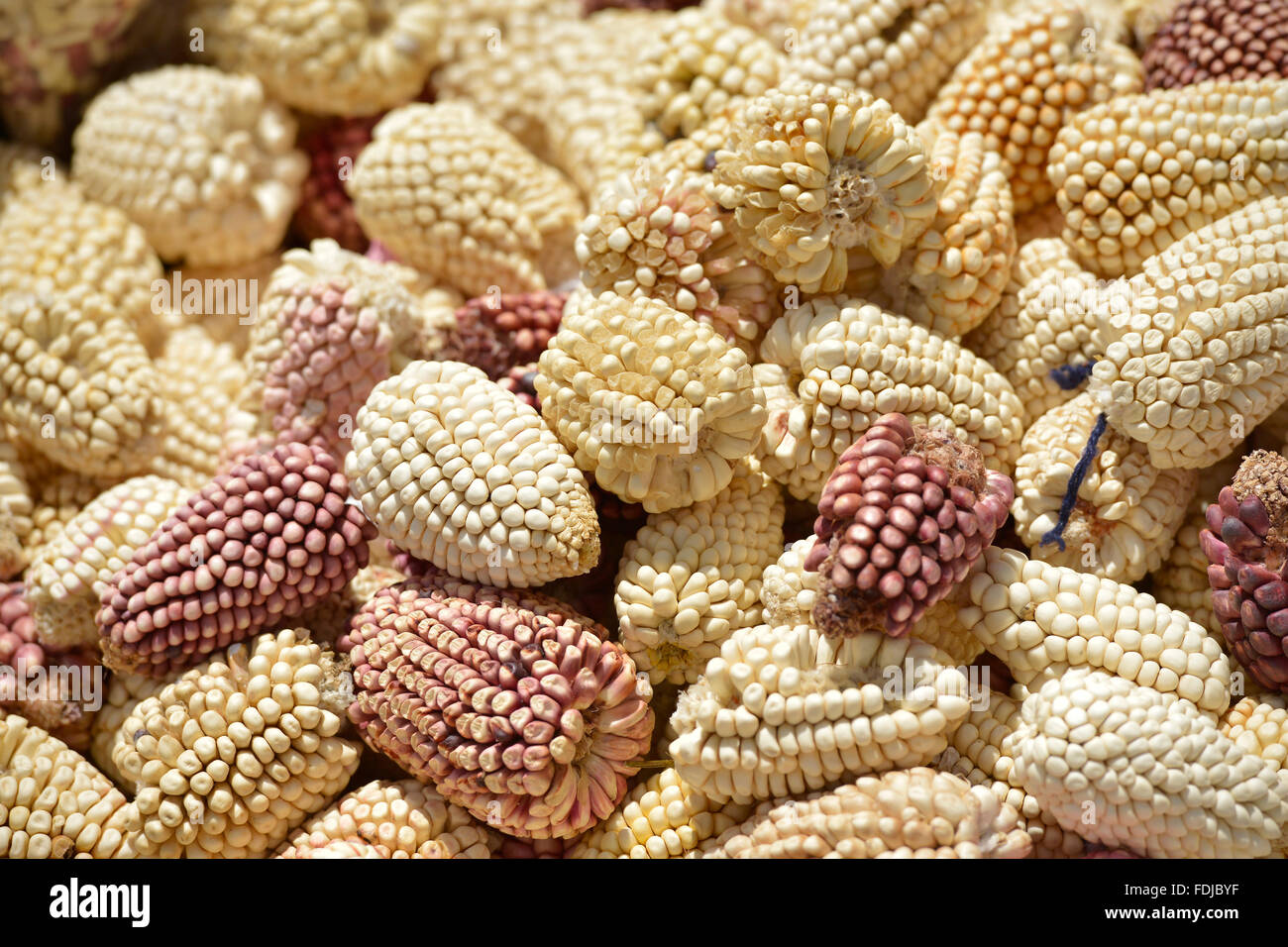 Ripe peruvian corn in Chivay market. Stock Photo