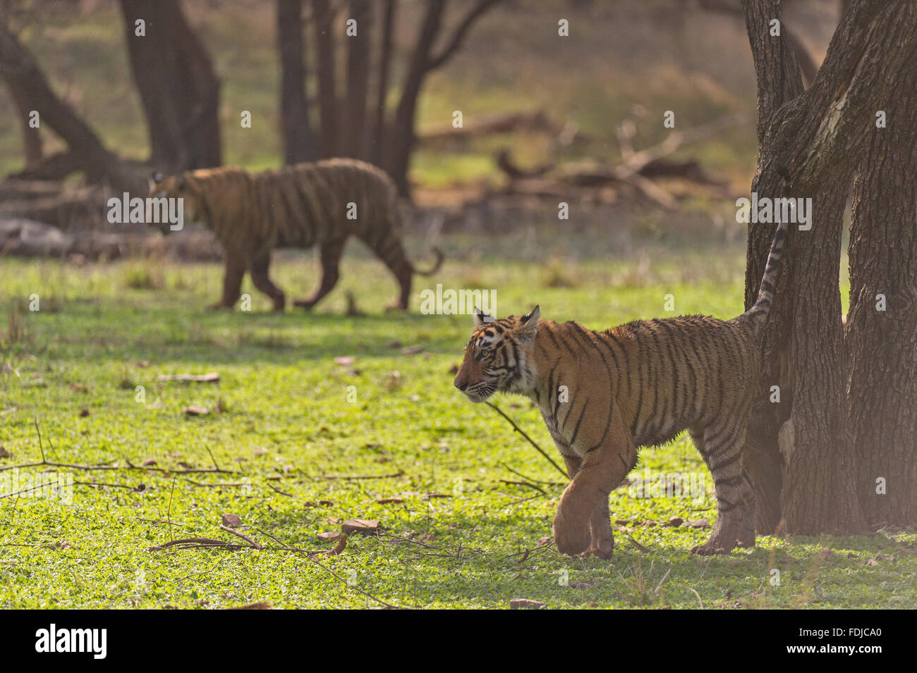 Two sibling Wild Bengal or Indian tigers walking on a green forest ...