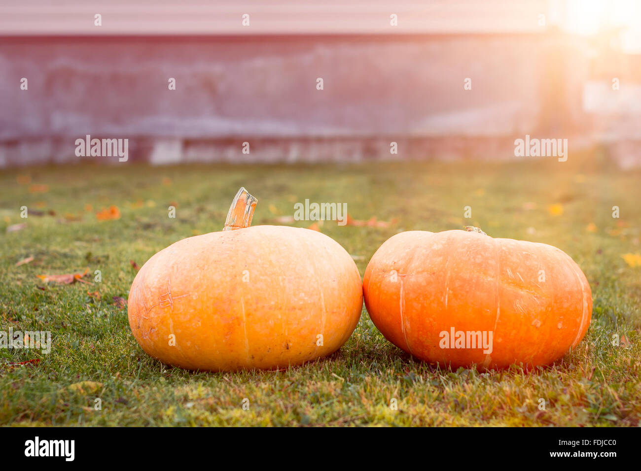Autumn pumpkins with maple leaves on green grass. Bright orange vegetables after the autumn harvest. Props for the Halloween Stock Photo