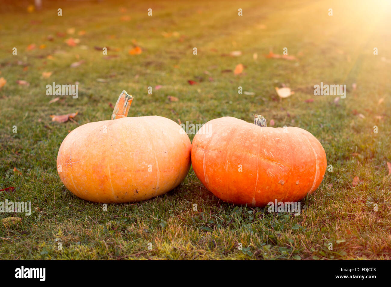 Autumn pumpkins with maple leaves on green grass. Bright orange ...
