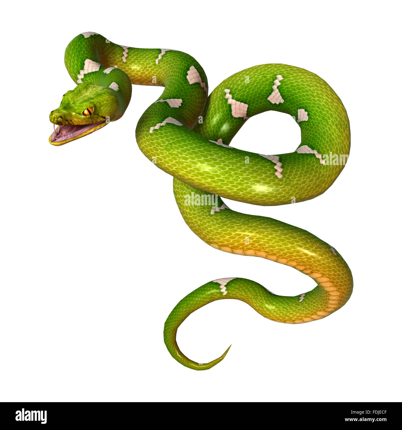 Morelia viridis, or green tree python, or herpetoculture hobby, chondro ...