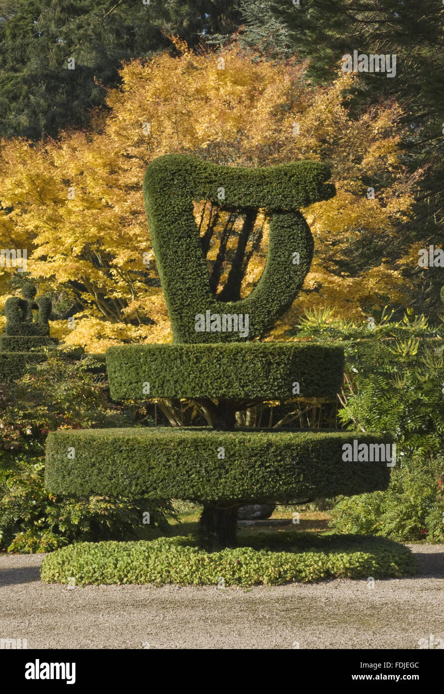 Topiary yew tree in the shape of an Irish harp in the Shamrock Garden