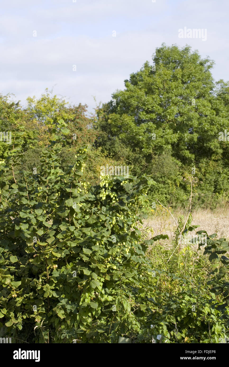 Hops growing along the hedgerows at Sissinghurst Castle Garden, near Cranbrook, Kent. Stock Photo