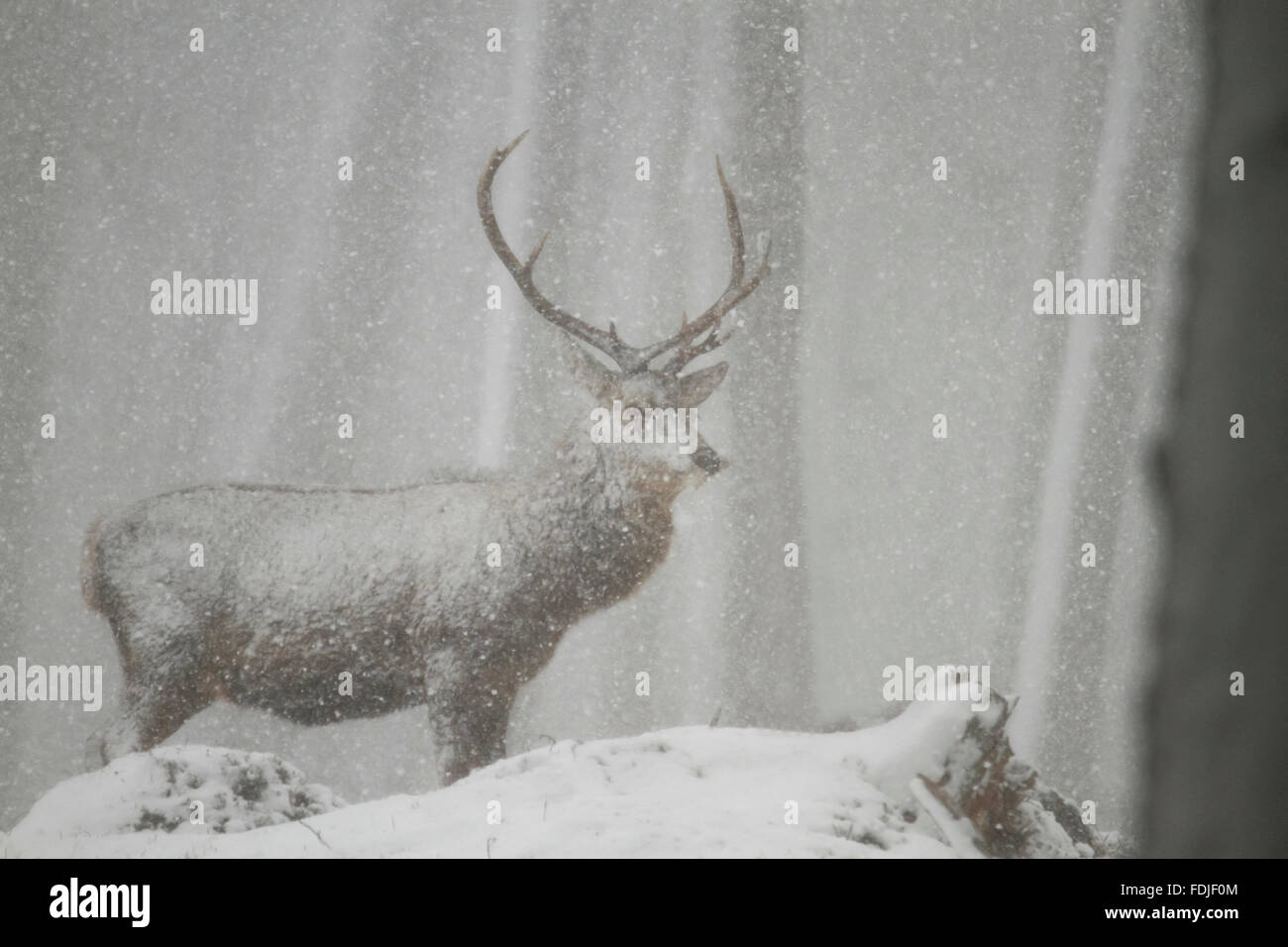 Red deer stag in winter Stock Photo