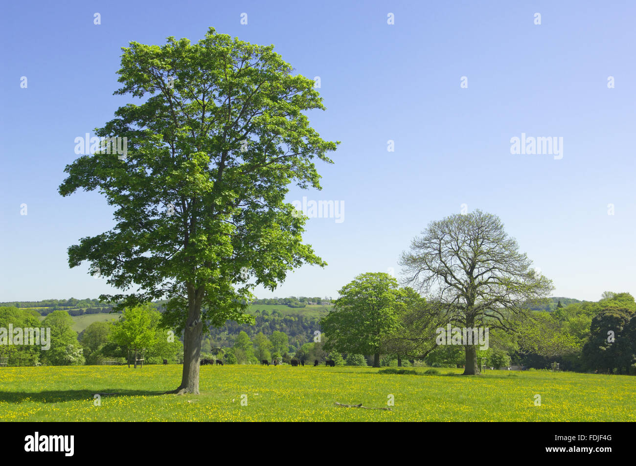 The parkland at Basildon Park, at Lower Basildon, Reading, Berkshire. Stock Photo