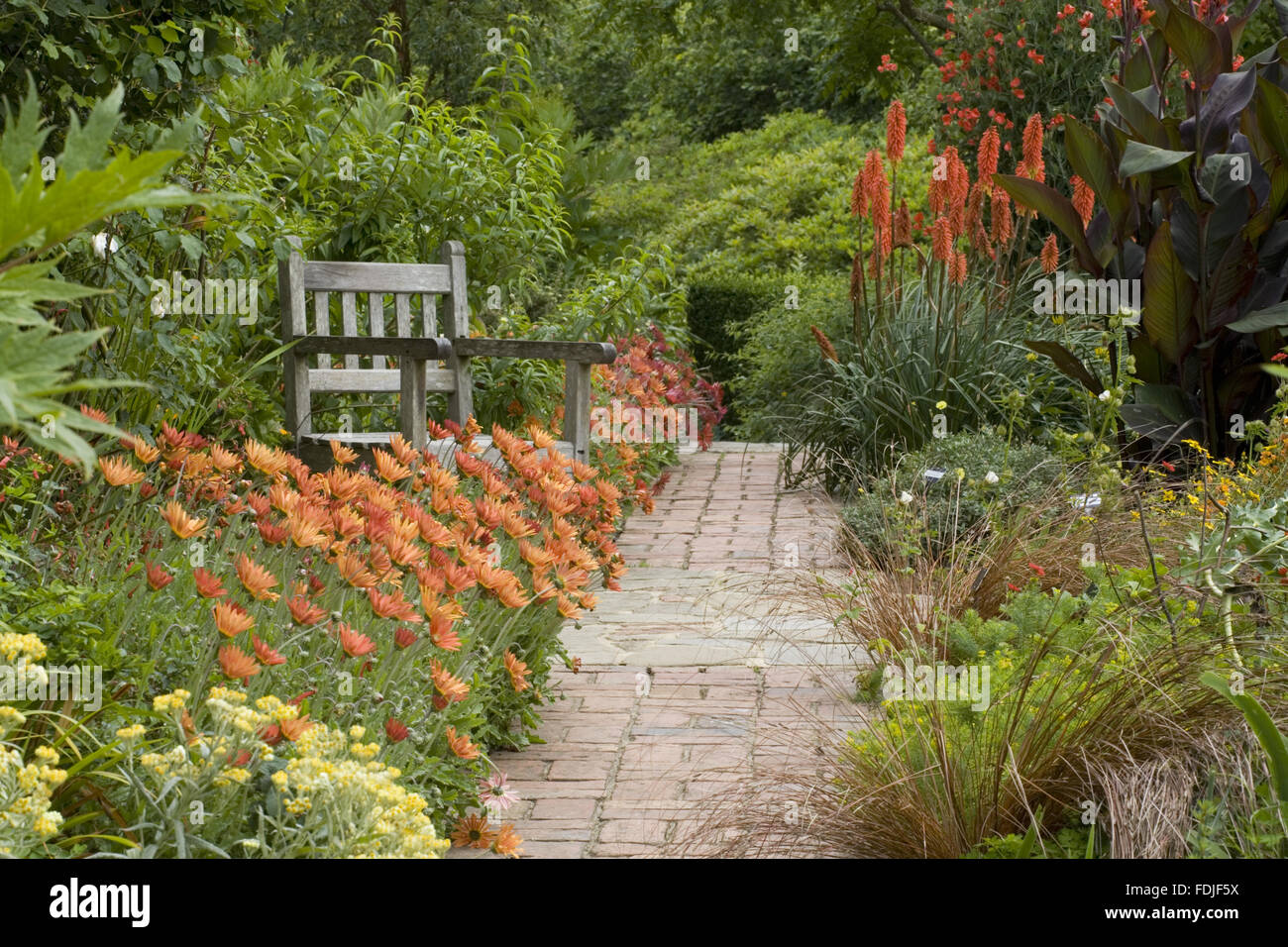 Bench and path in the Cottage Garden with Arctotis x hybrida 'Flame' at Sissinghurst Castle Garden, near Cranbrook, Kent. Stock Photo