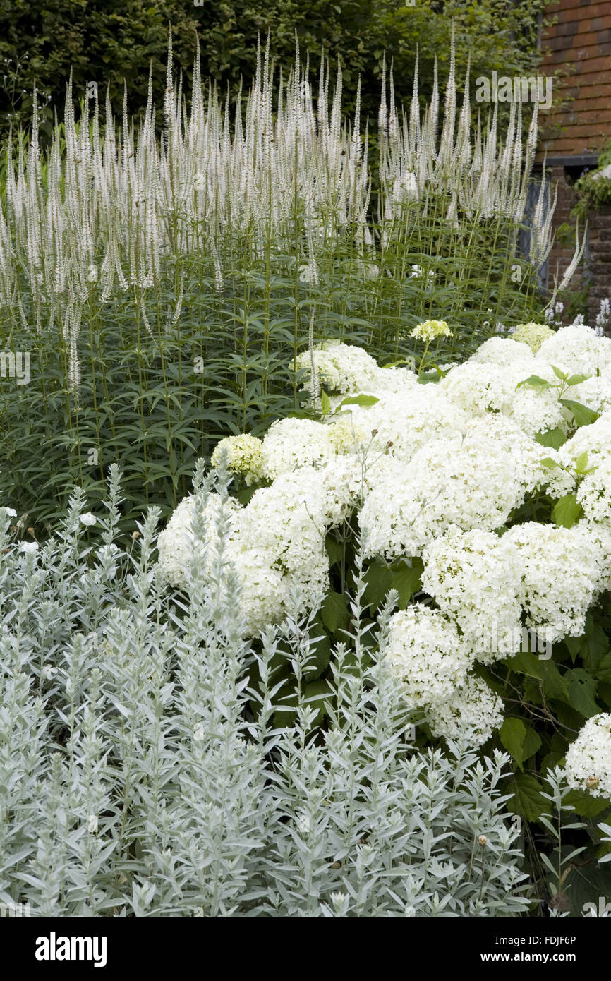 Beautiful combination of Hydrangea 'Annabelle' with Veronicastrum virginicum (Veronica virginica) and Artemesia in the White Garden in July at Sissinghurst Castle Garden, near Cranbrook, Kent. Stock Photo