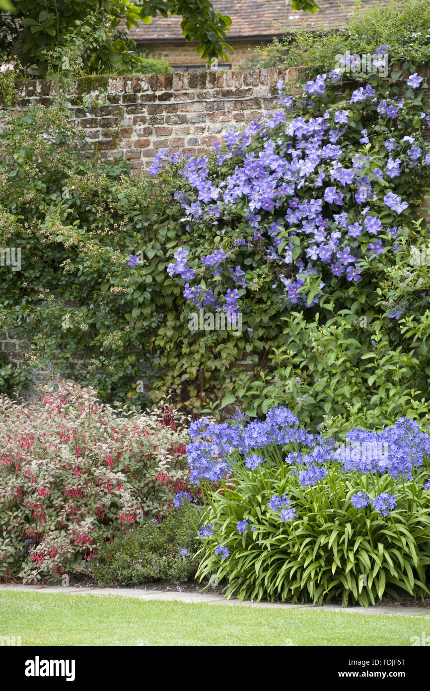 Fuchsia magellanica 'Variegata' to the left, and Agapanthus to the right, in a border in July at Sissinghurst Castle Garden, near Cranbrook, Kent. Stock Photo