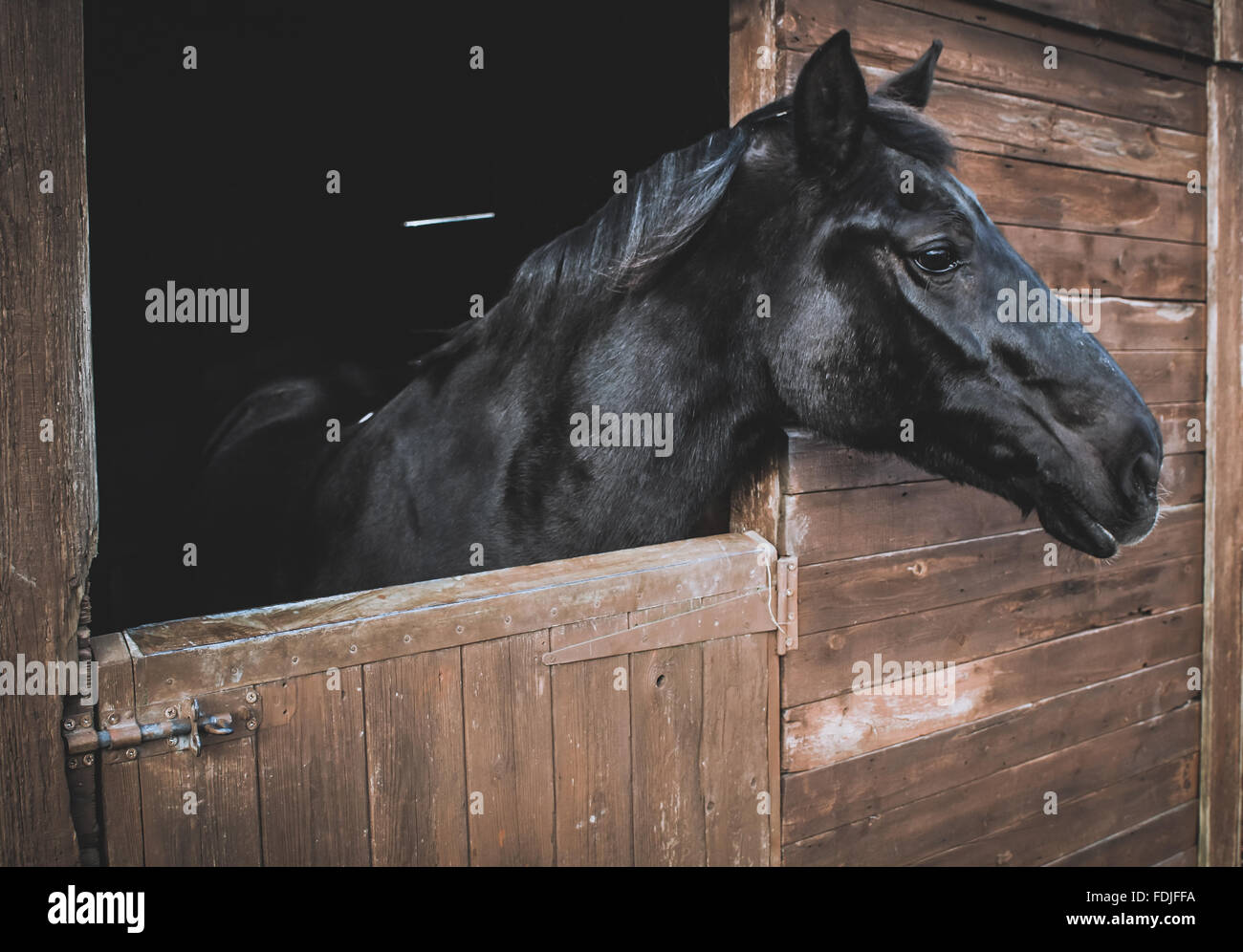 Tail cut hires stock photography and images Alamy