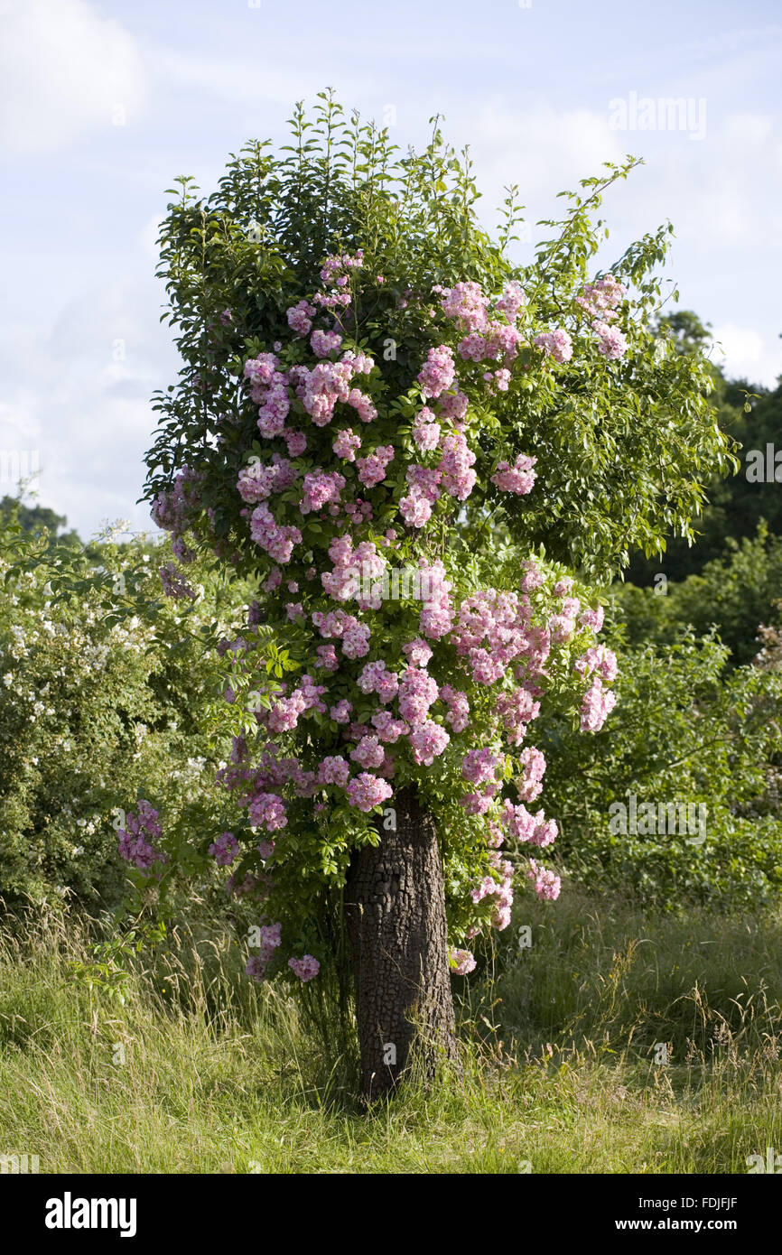 Rose clambering up a tree stump in the Orchard meadow, in summer, at