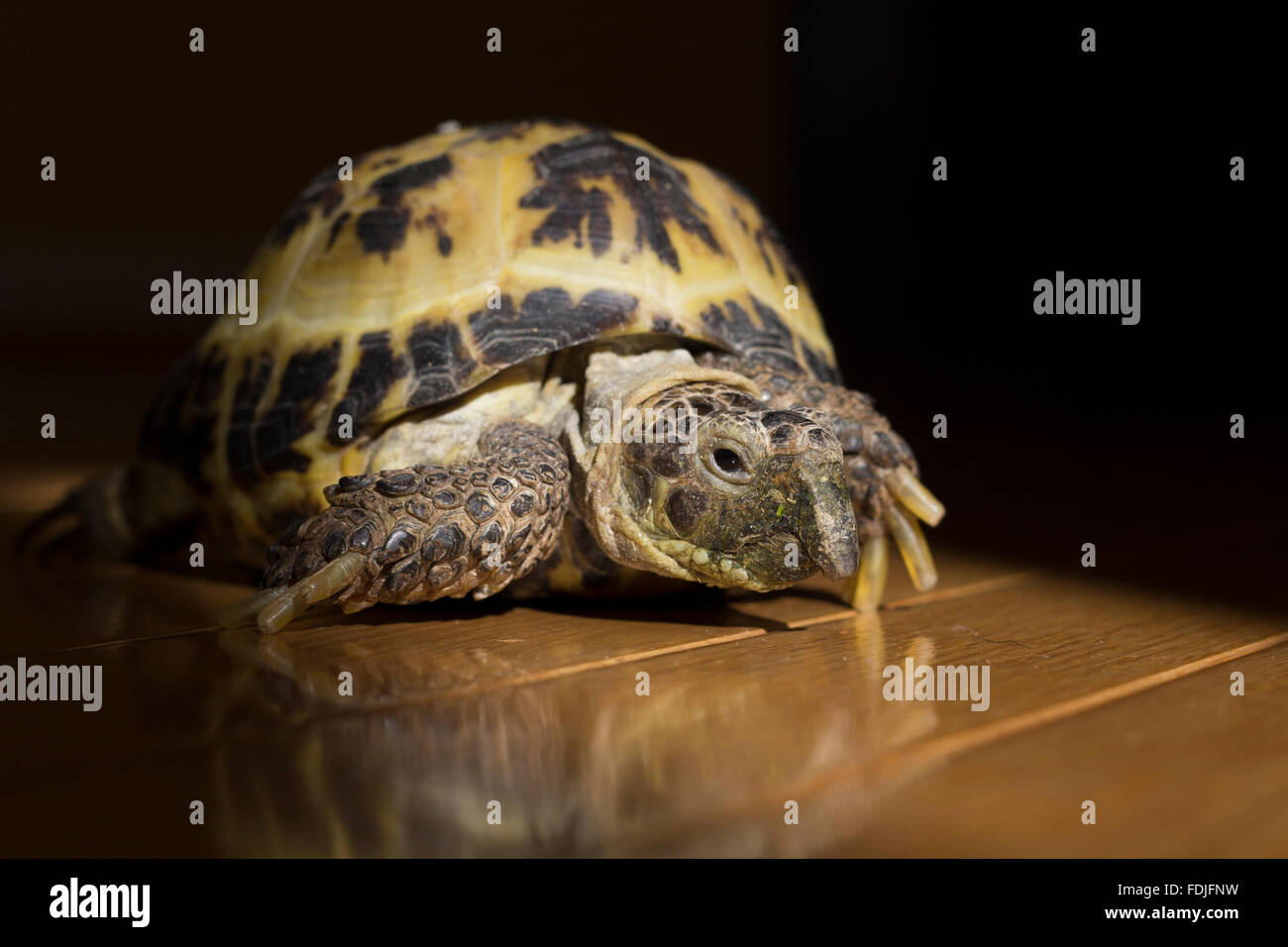 Doylestown Pennsylvania USA, 01/05/2016, Photograph of domesticated Russian Tortoise, ©AimeeHerd Freelance Stock Photo