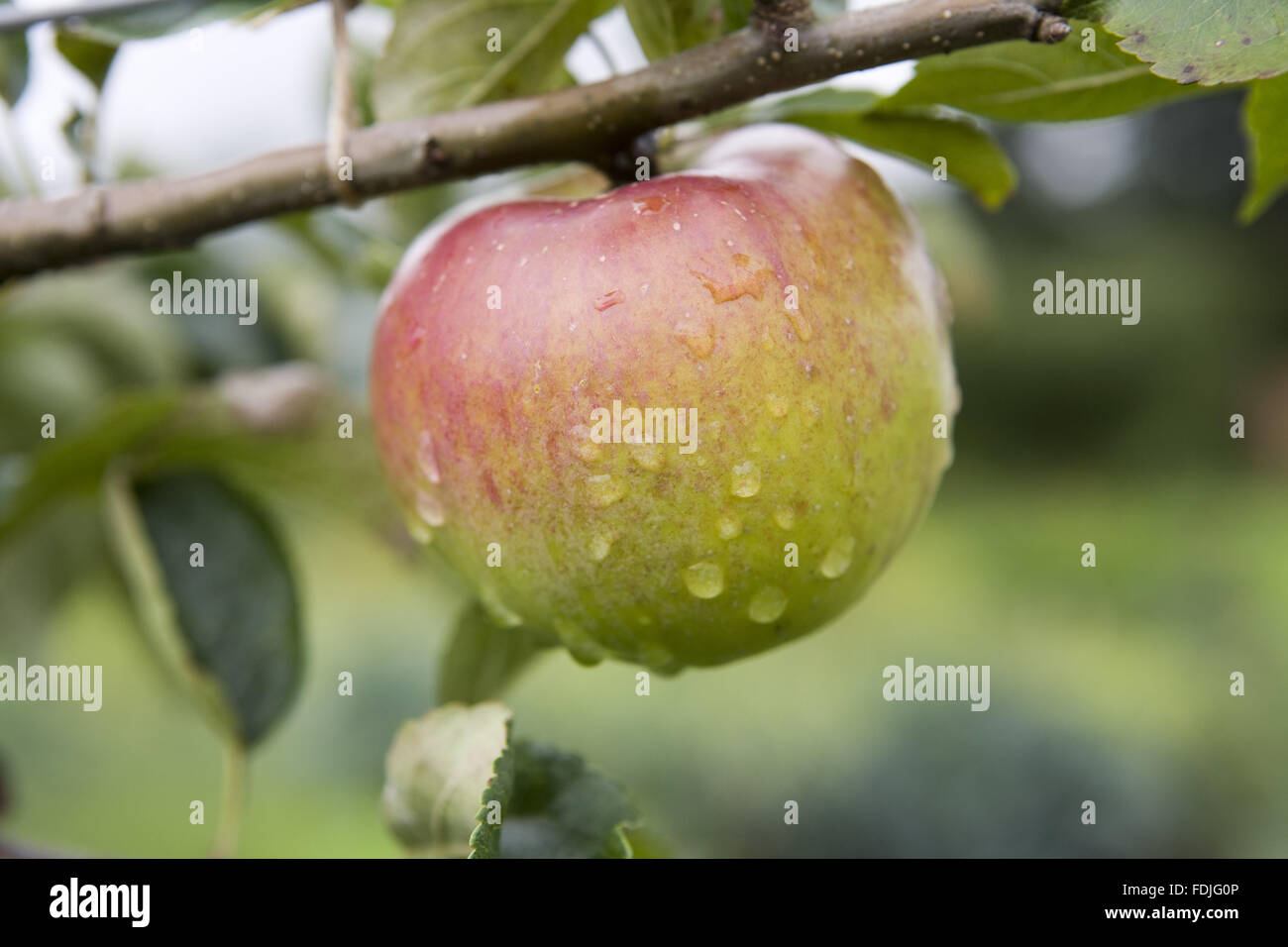 Apple growing in the Walled Kitchen Garden in September it Clumber Park, Nottinghamshire. Stock Photo