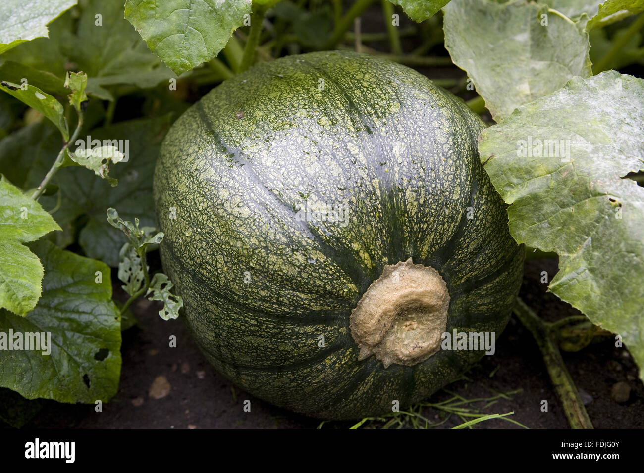 Squash grown in the Walled Kitchen Garden in September at Clumber Park, Nottinghamshire. Stock Photo