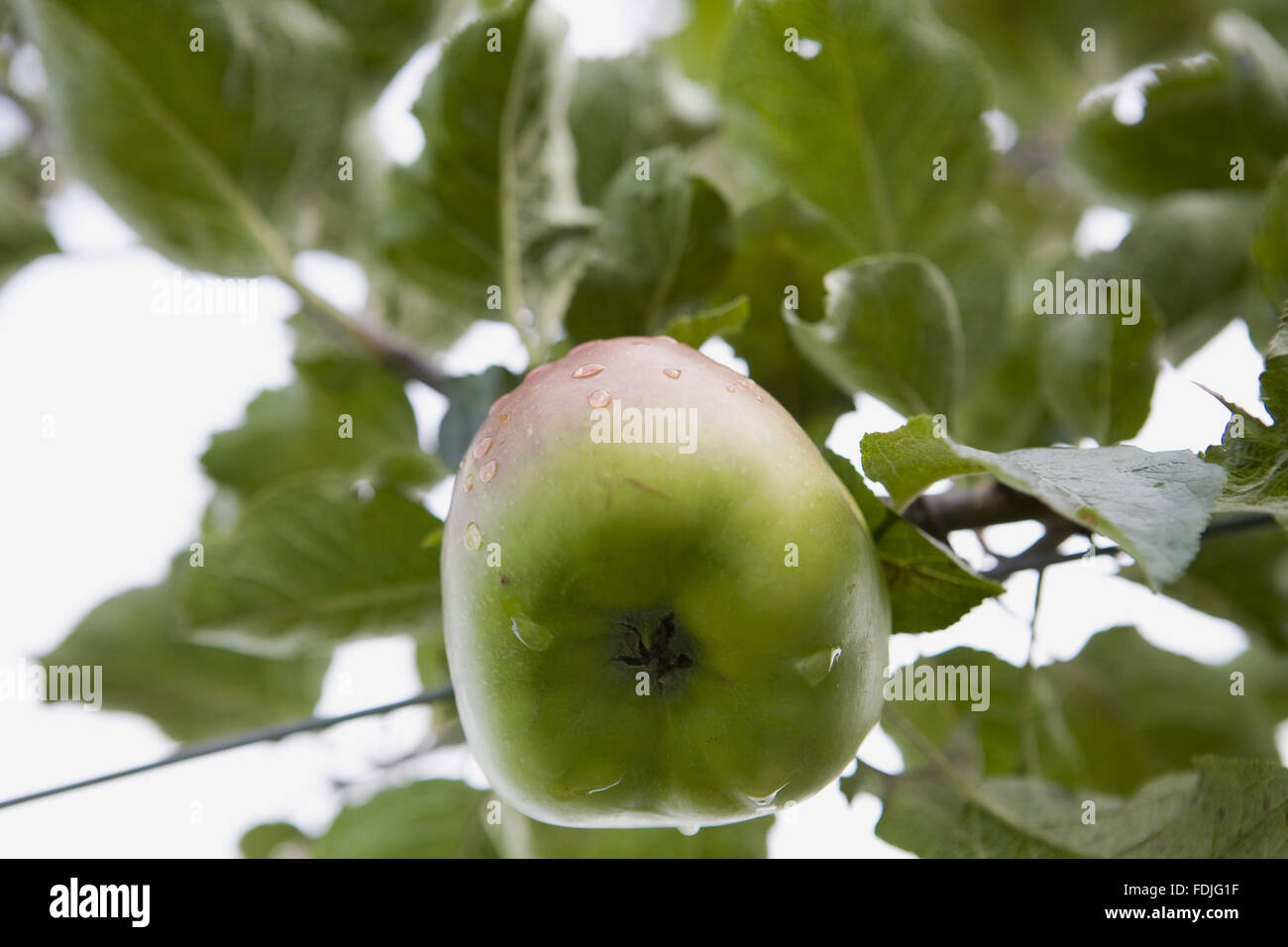 Apple growing in the Walled Kitchen Garden in September at Clumber Park, Nottinghamshire. Stock Photo