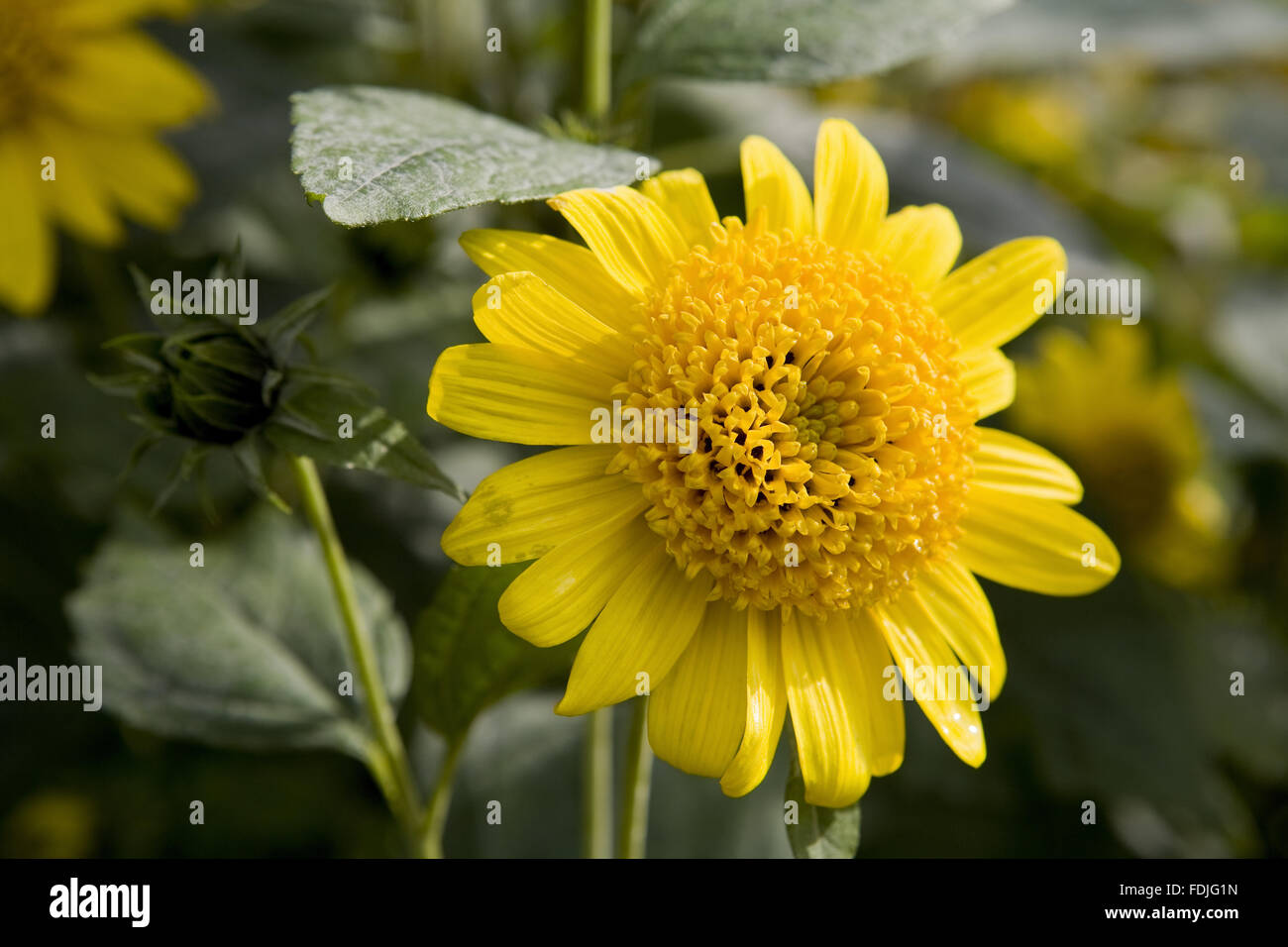 Flowers growing alongside the vegetables in the Walled Kitchen Garden at Clumber Park