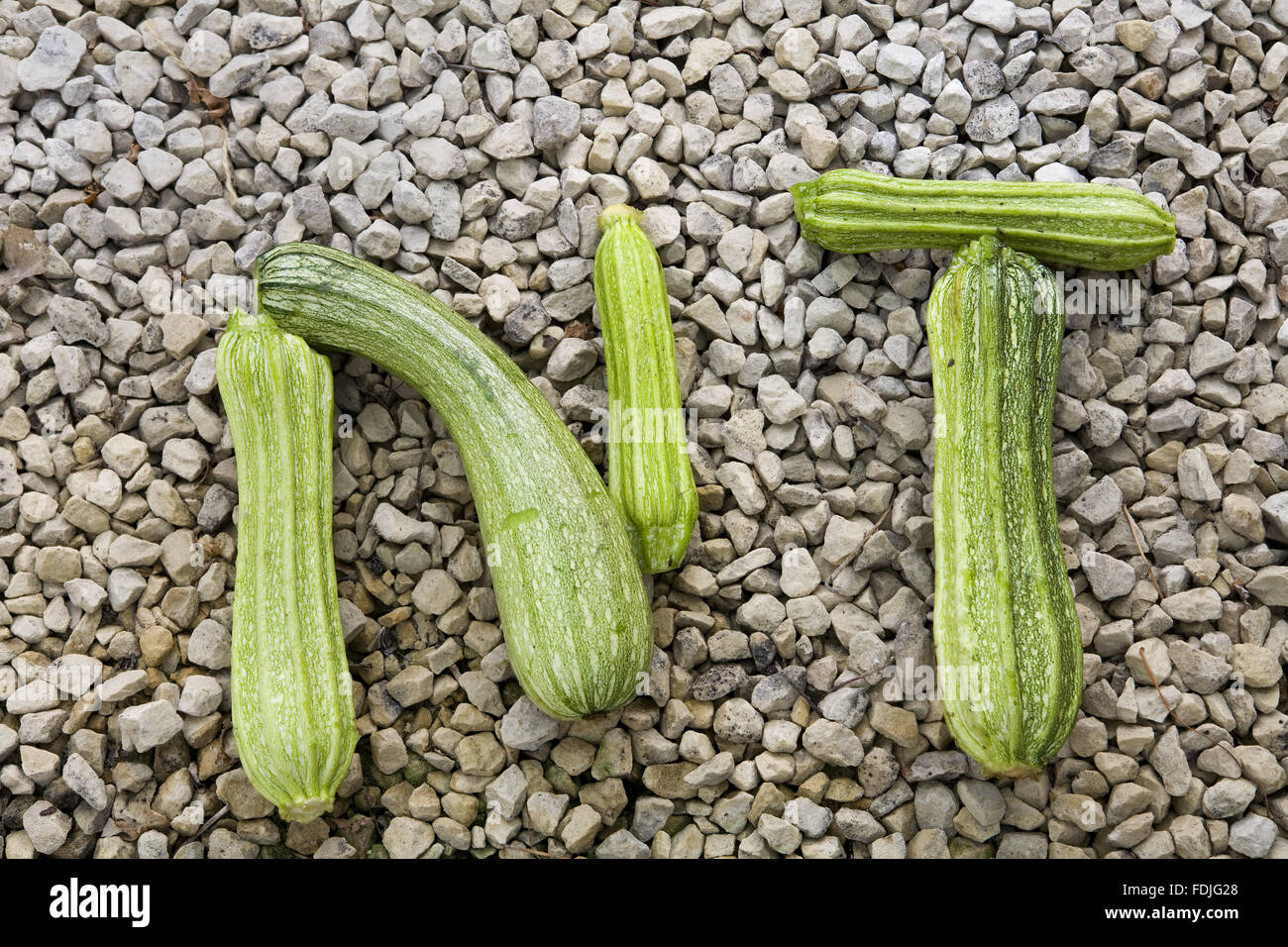 Courgettes arranged as the letters 'NT' in the Walled Kitchen Garden at Clumber Park, Nottinghamshire. Stock Photo