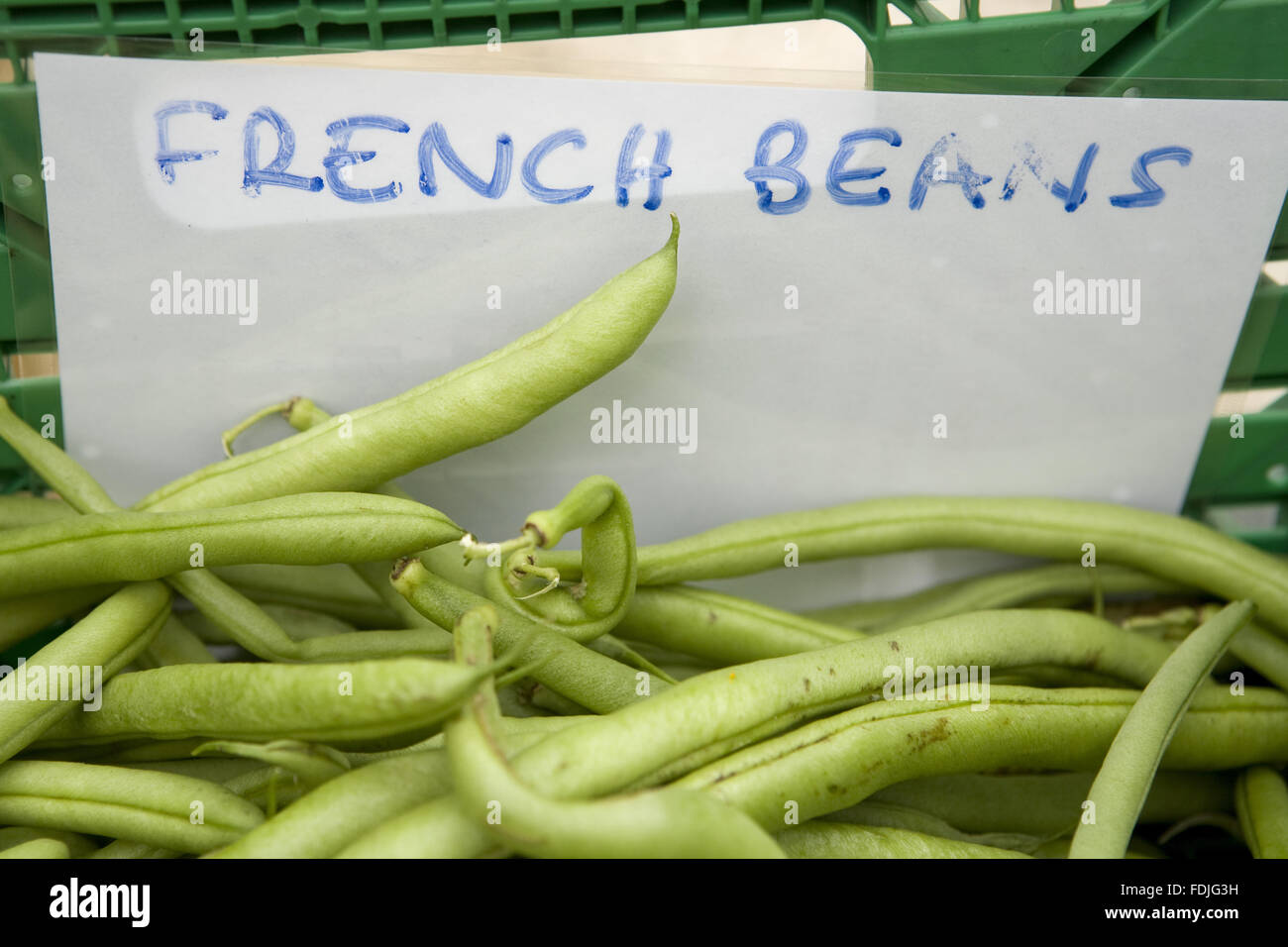 French beans grown in the garden at Clumber Park, Nottinghamshire. Stock Photo
