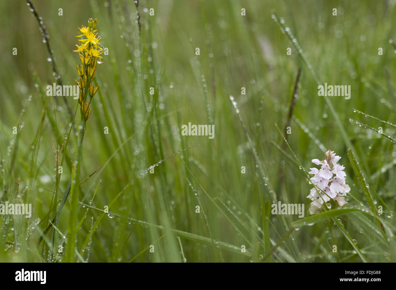 Common Spotted Orchid (Dactylorhiza fuchsii) and Bog asphodel (Narthecium ossifragum) in grassland on Hafod Y Llan farm, Snowdonia, Wales. Stock Photo