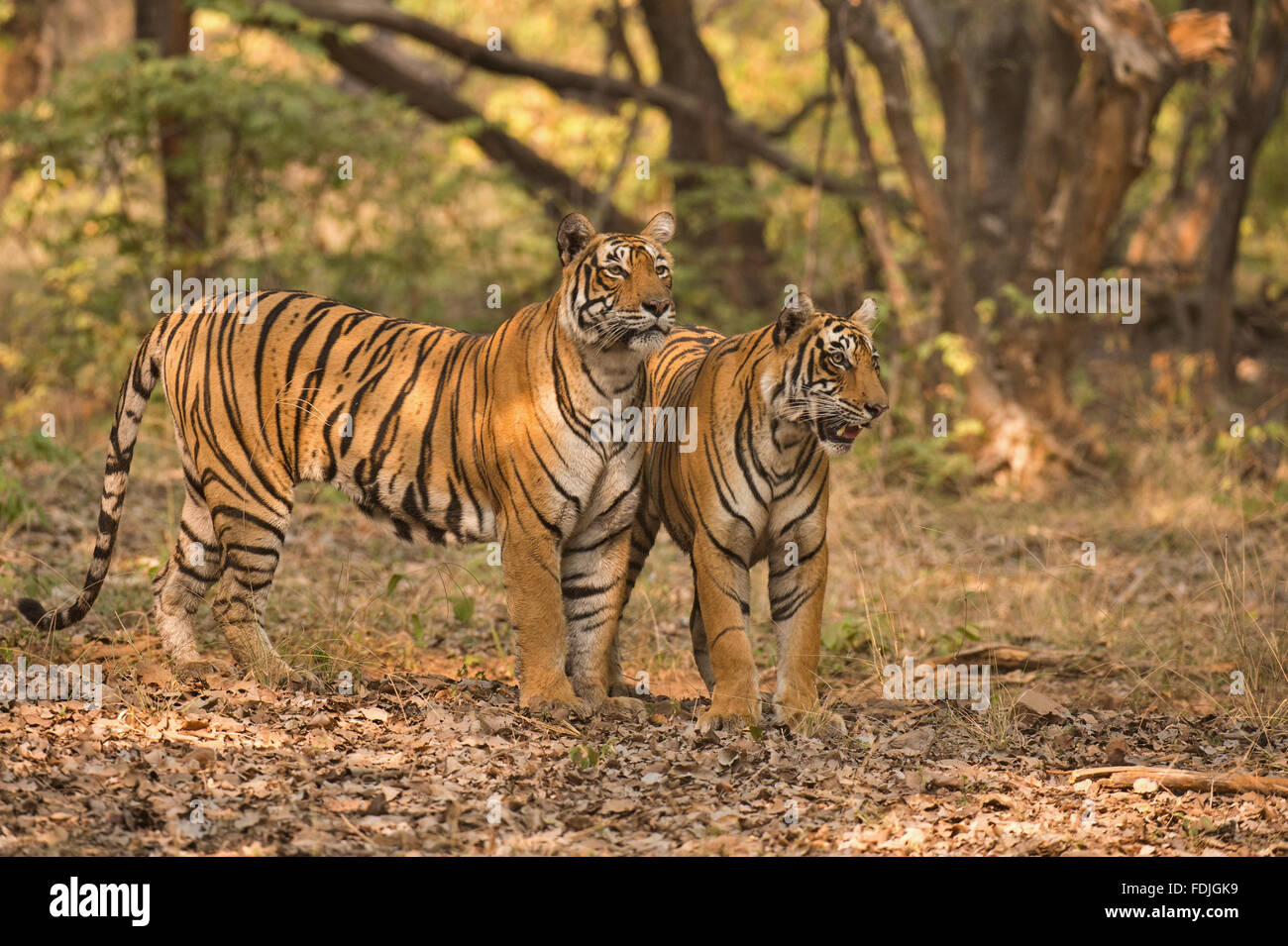 Two Wild Bengal or Indian tigers, mother and sub adult cub, on a jungle track, in the dry forests of the Ranthambhore national p Stock Photo