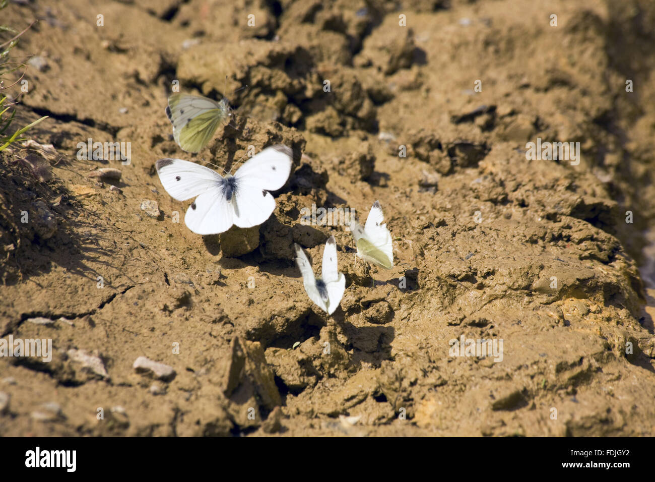 What Are White Butterflies In Garden Outlet Collection