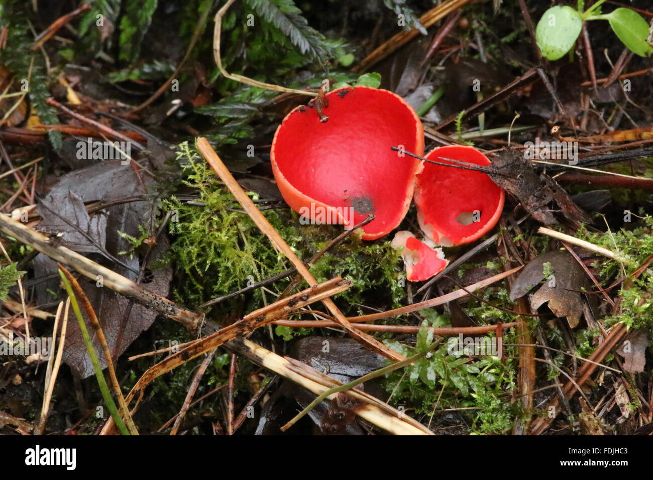 Orange peel fungus, looking more red than orange. Stock Photo