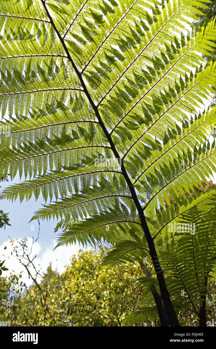 Close view of the leaf of a Black Tree fern, Cyathea Medullaris, at Trengwainton, near Penzance, Cornwall. Stock Photo