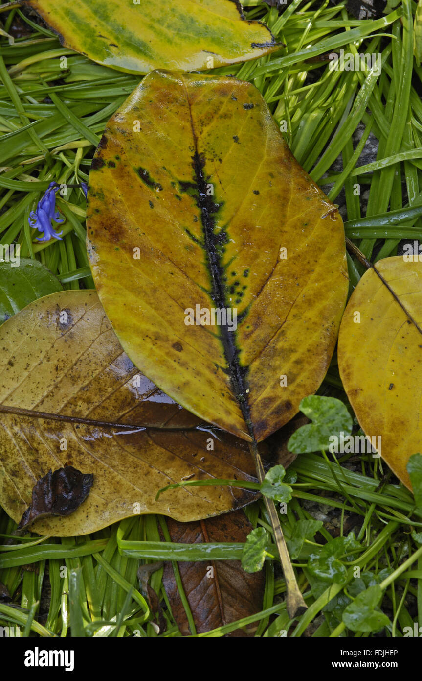 Magnolia leaf showing signs of the virus called "sudden oak death" at