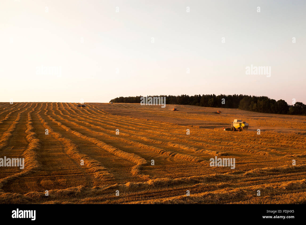 cereal harvest. Sunset Stock Photo - Alamy