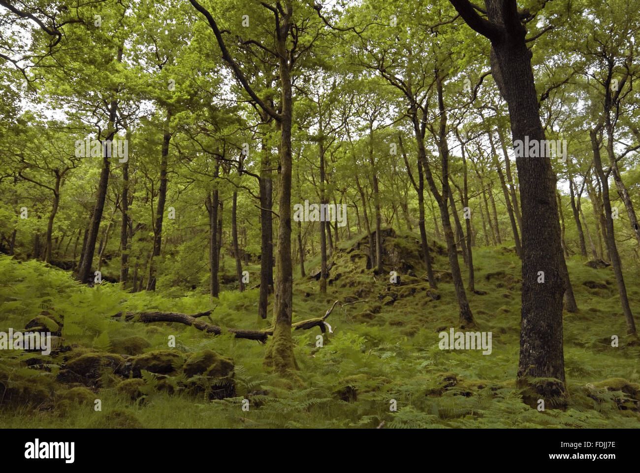 Woodland habitat hi-res stock photography and images - Alamy