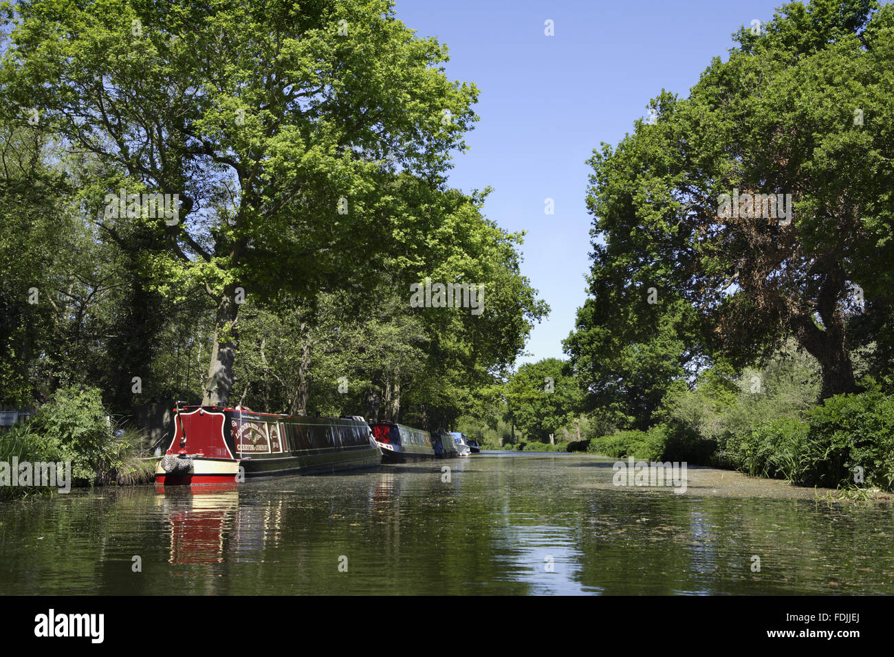 Narrowboats moored on the bank at the River Wey Navigations, Surrey. Stock Photo