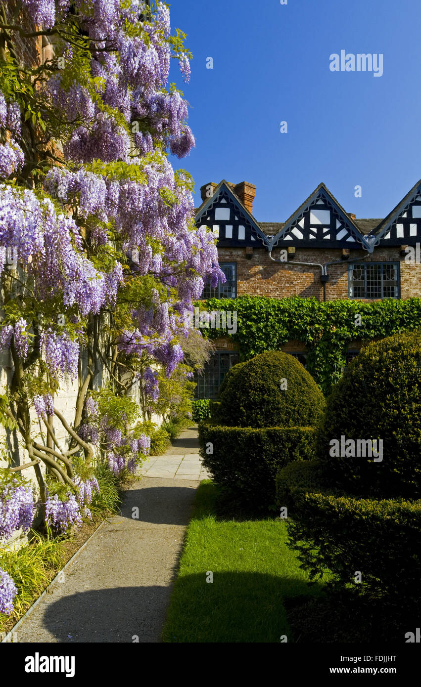 Topiary and wisteria in the Courtyard in May at Baddesley Clinton, Warwickshire. Stock Photo