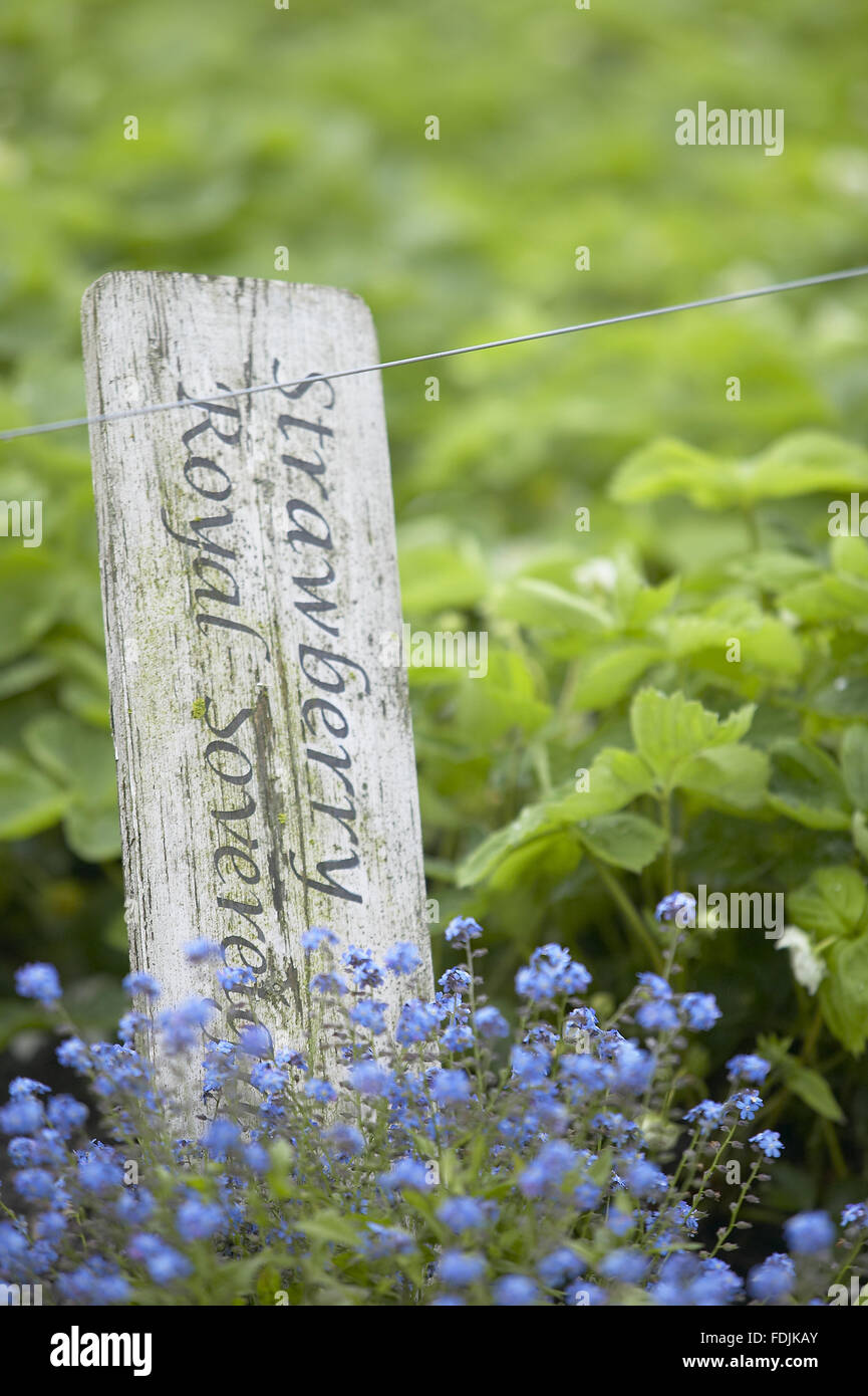 Plant label for Strawberry 'Royal Sovereign' with blue Forget-me-nots growing in the Kitchen Garden, Clumber Park, Nottinghamshire. Stock Photo