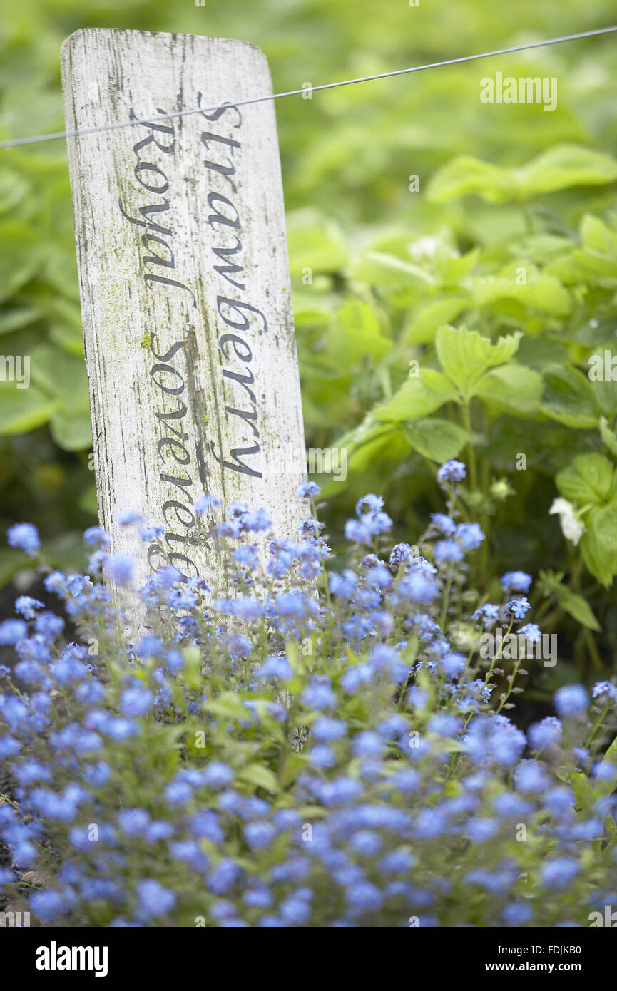 Forget-me-Nots in front of Strawberry 'Royal Sovereign' growing in the Kitchen Garden, Clumber Park, Nottinghamshire. Stock Photo