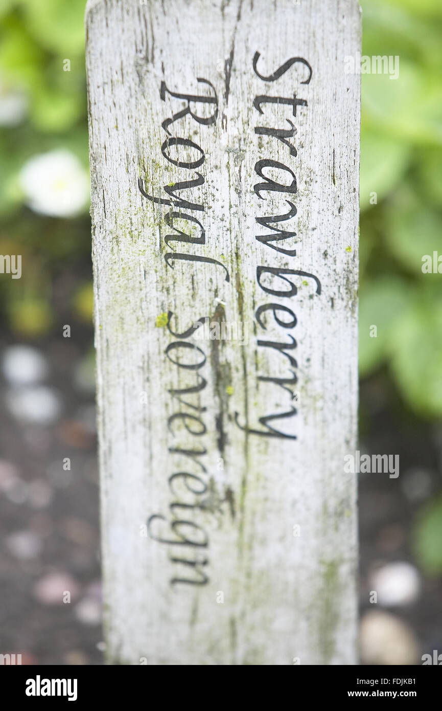 Plant label for Strawberry 'Royal Sovereign' growing in the Kitchen Garden, Clumber Park, Nottinghamshire. Stock Photo