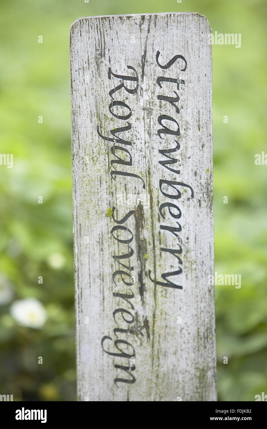 Plant label for Strawberry 'Royal Sovereign' growing in the Kitchen Garden, Clumber Park, Nottinghamshire. Stock Photo