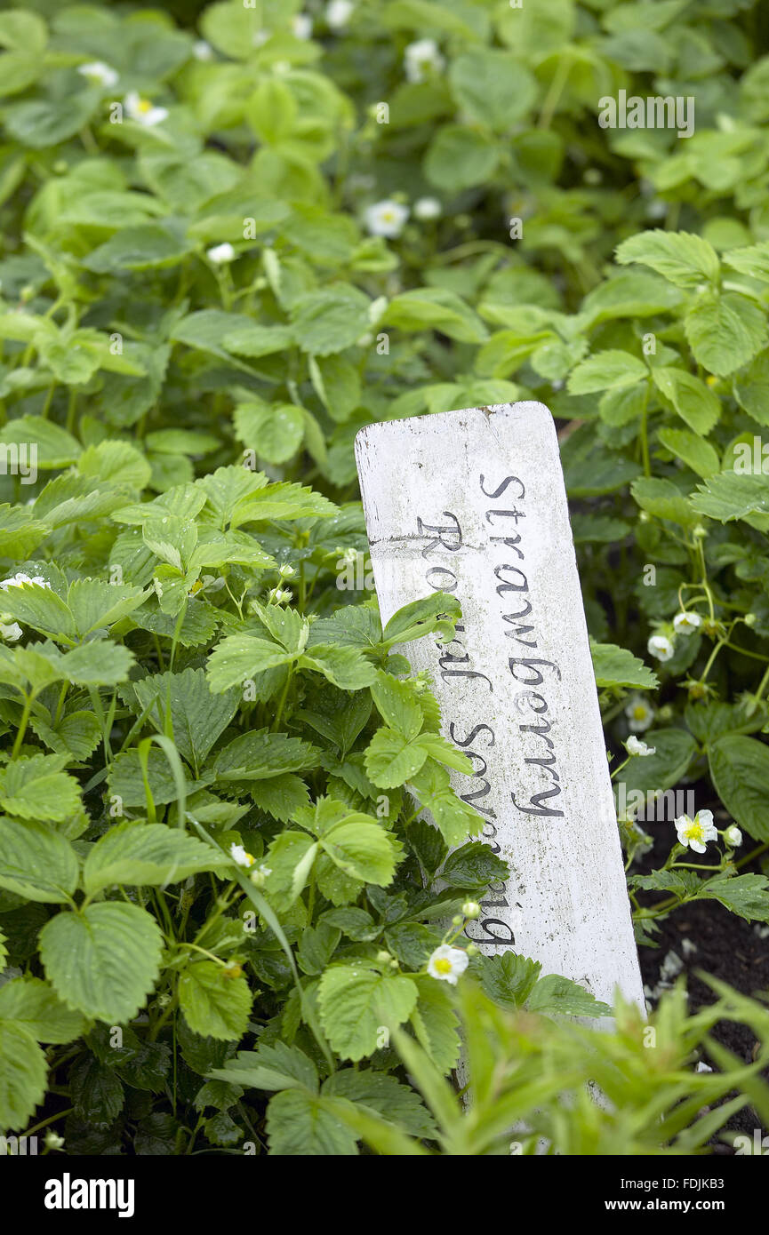 Strawberry 'Royal Sovereign' plants growing in the Kitchen Garden, Clumber Park, Nottinghamshire. Stock Photo